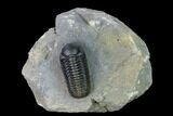 Nice, Austerops Trilobite - Visible Eye Facets #165912-1